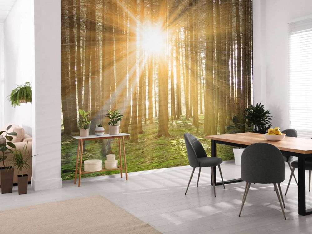 Dennenbos met zonnestralen