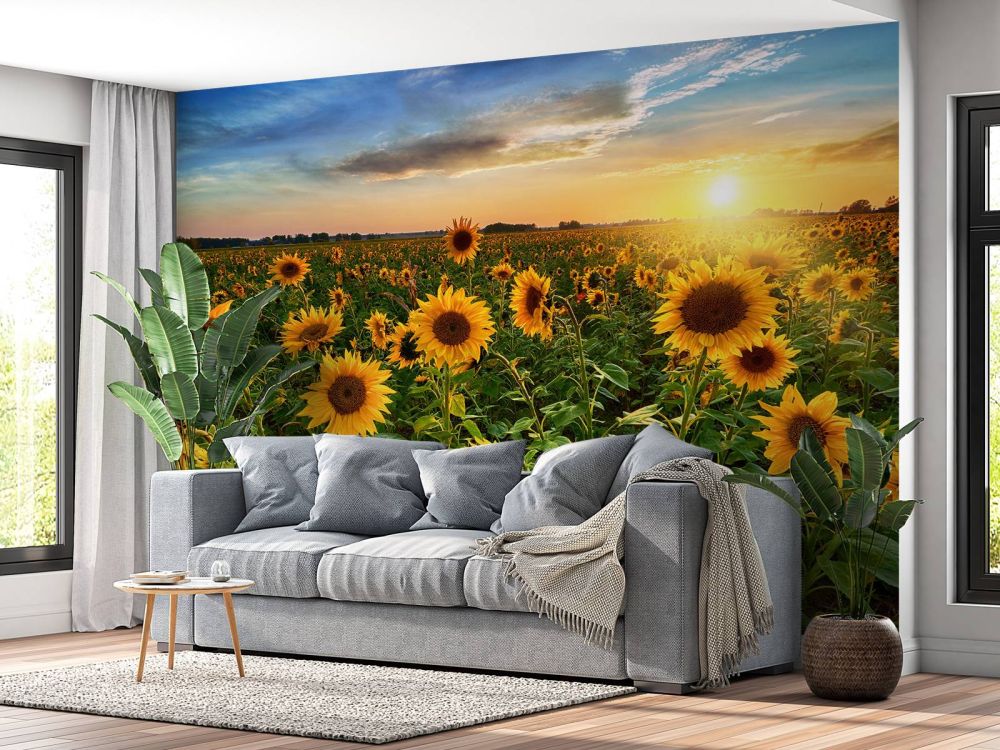 Prachtig veld zonnebloemen