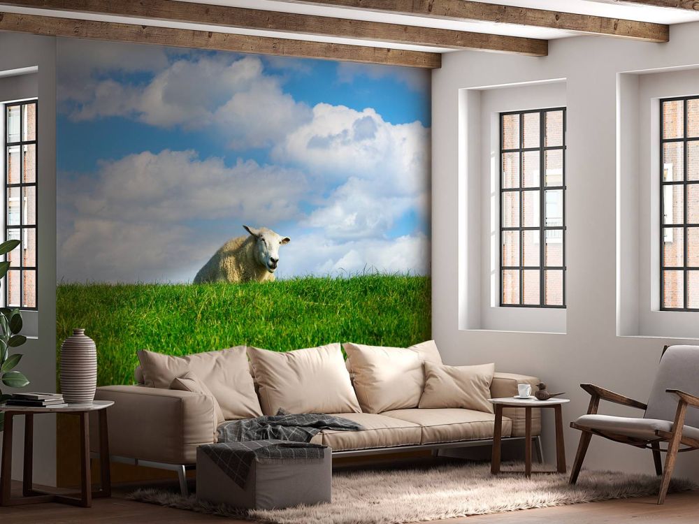 Schaap op de dijk