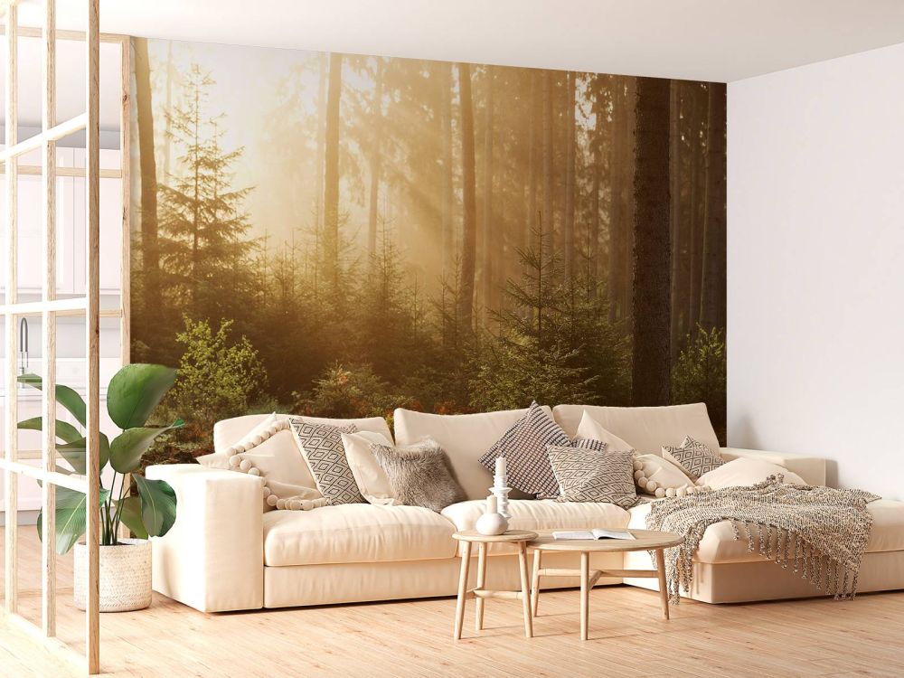 Zonnestralen door het bos
