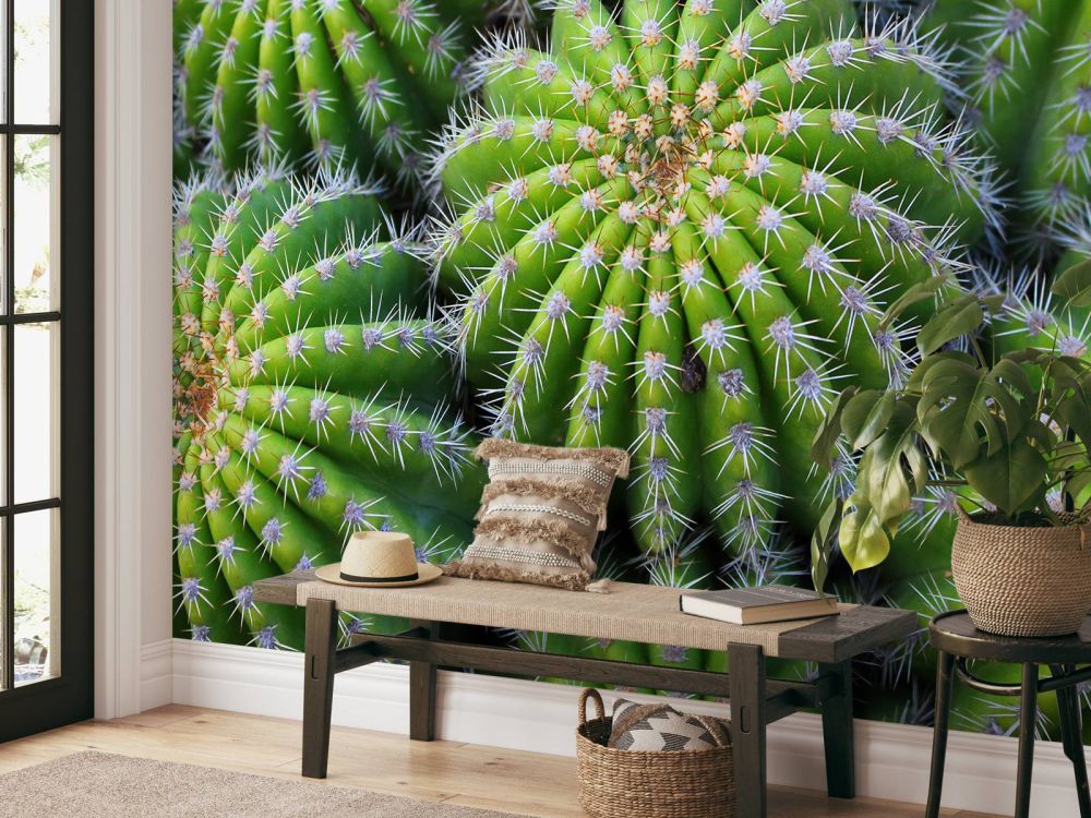 Cactussen