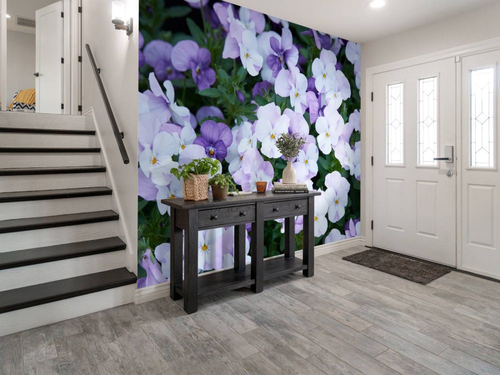 Paars witte Viola's