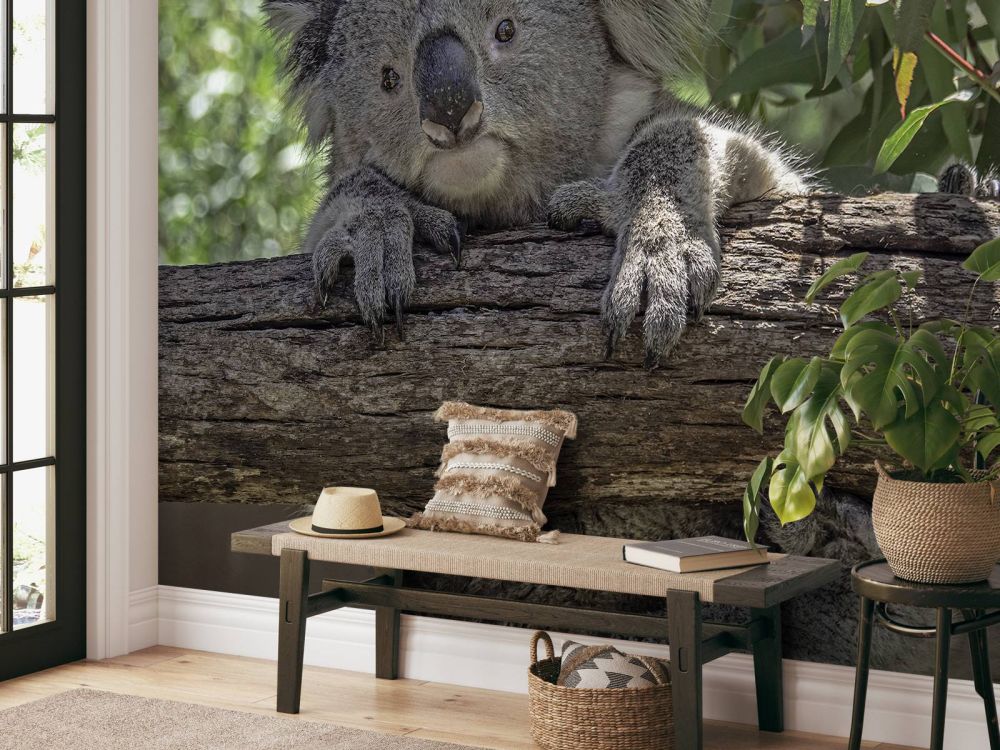 Schattige koala