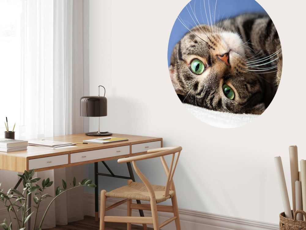 Rollende kat
