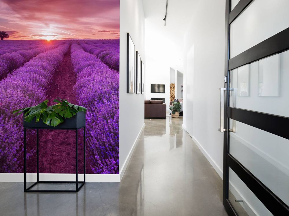 Veld met Lavendel en zon