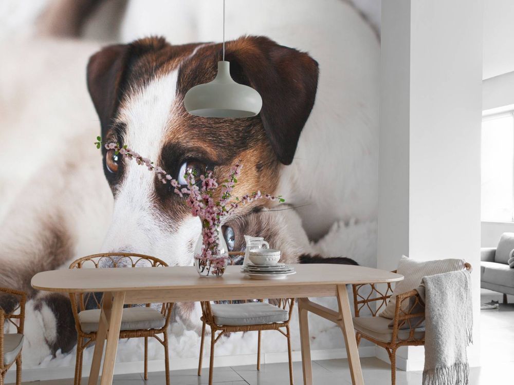 Hond en kat