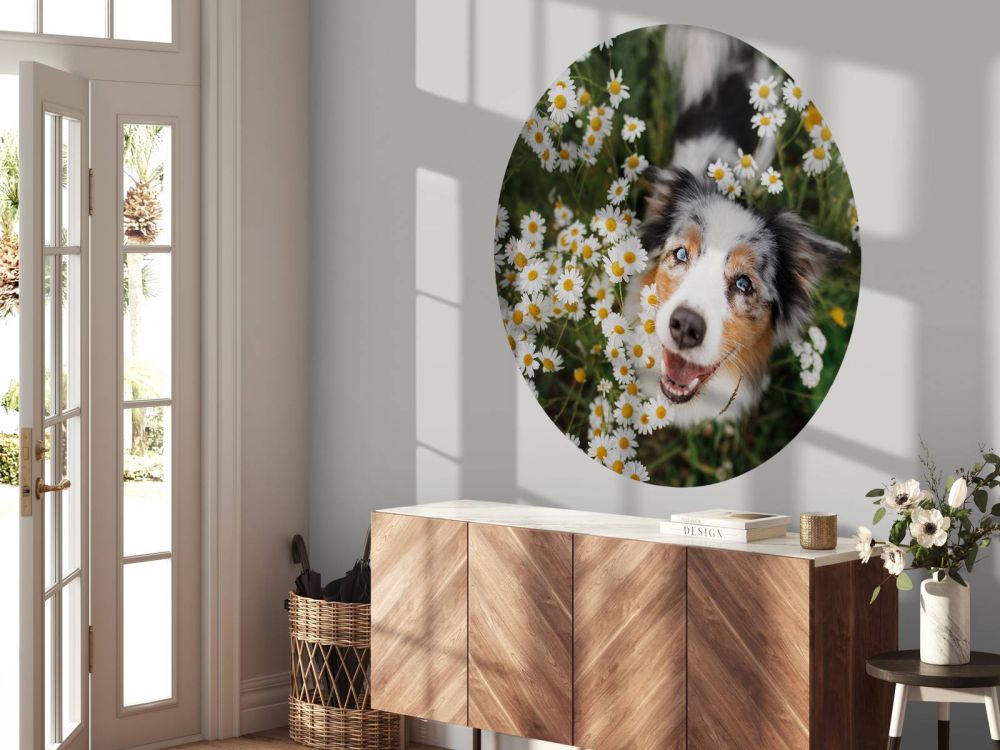 Australische herder tussen de bloemen