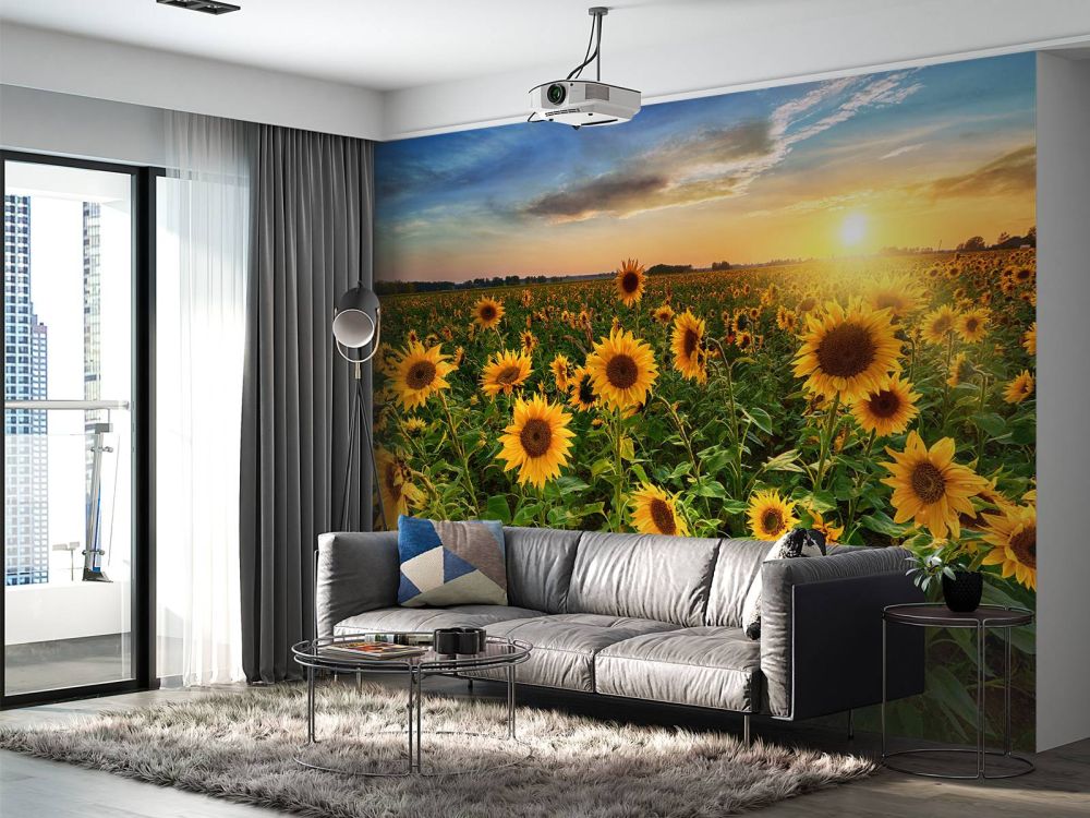Prachtig veld zonnebloemen