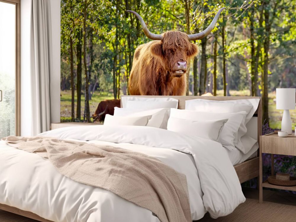 Hooglanders in natuurgebied