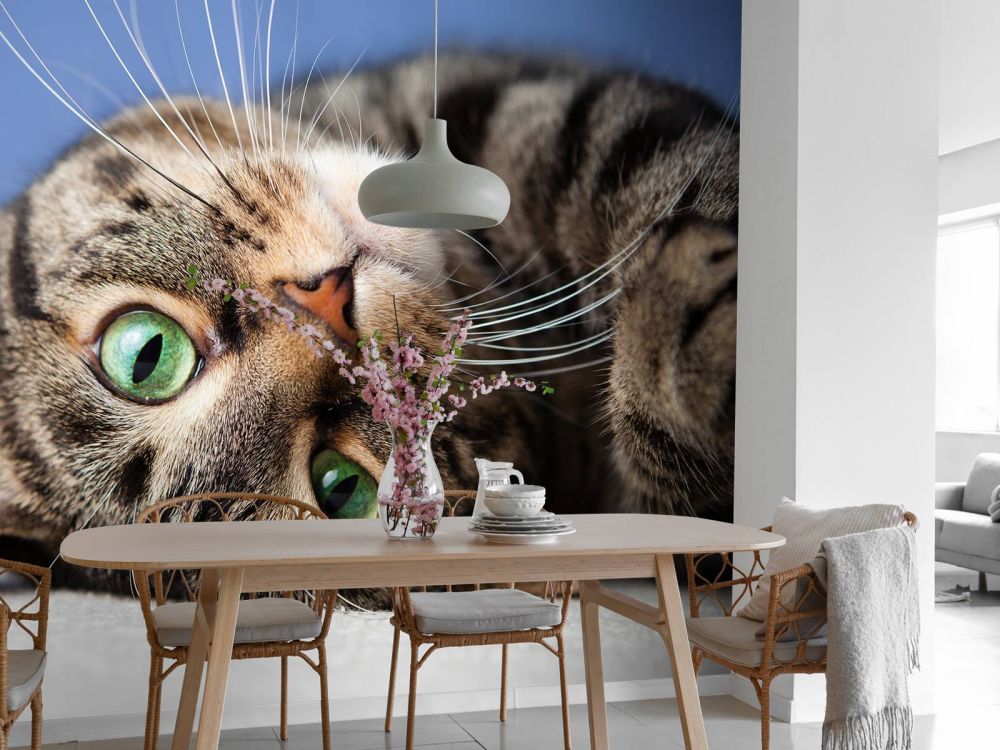 Rollende kat