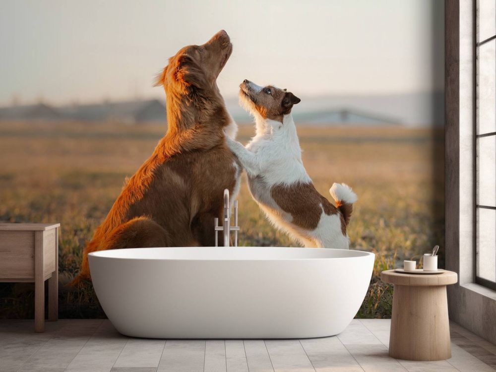 Omhoog kijkende honden