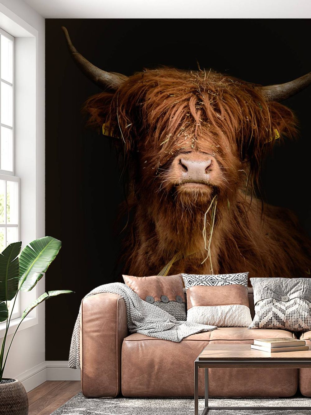 Portret Schotse hooglander