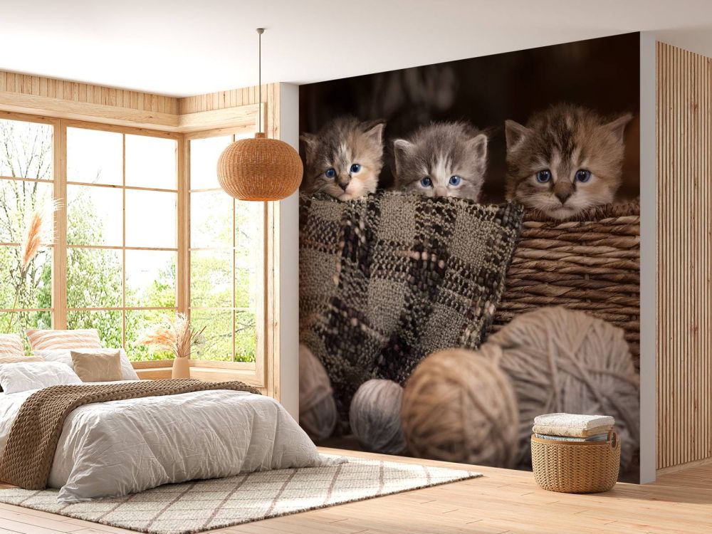 Drie poesjes in een mand