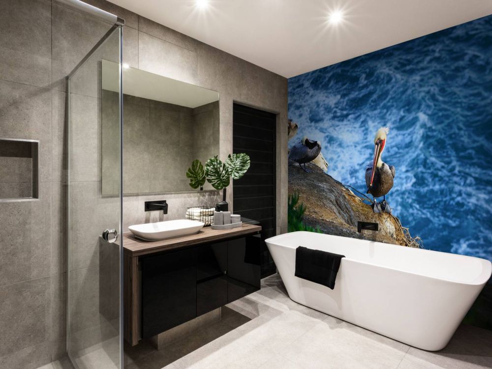 Californische pelikanen