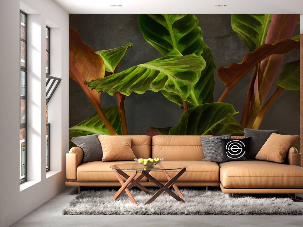 Plant met mooie groene bladeren
