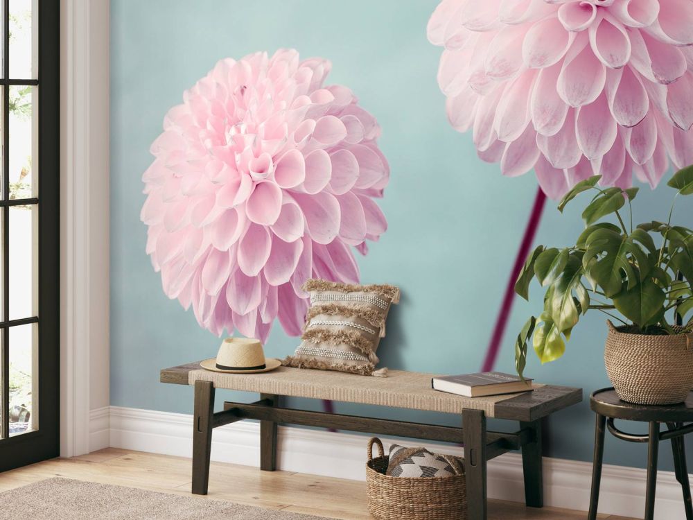 Twee Dahlia bloemen