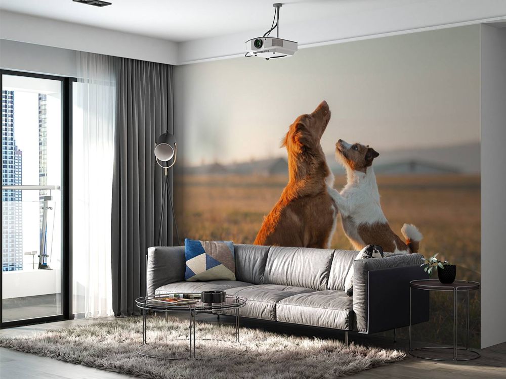 Omhoog kijkende honden