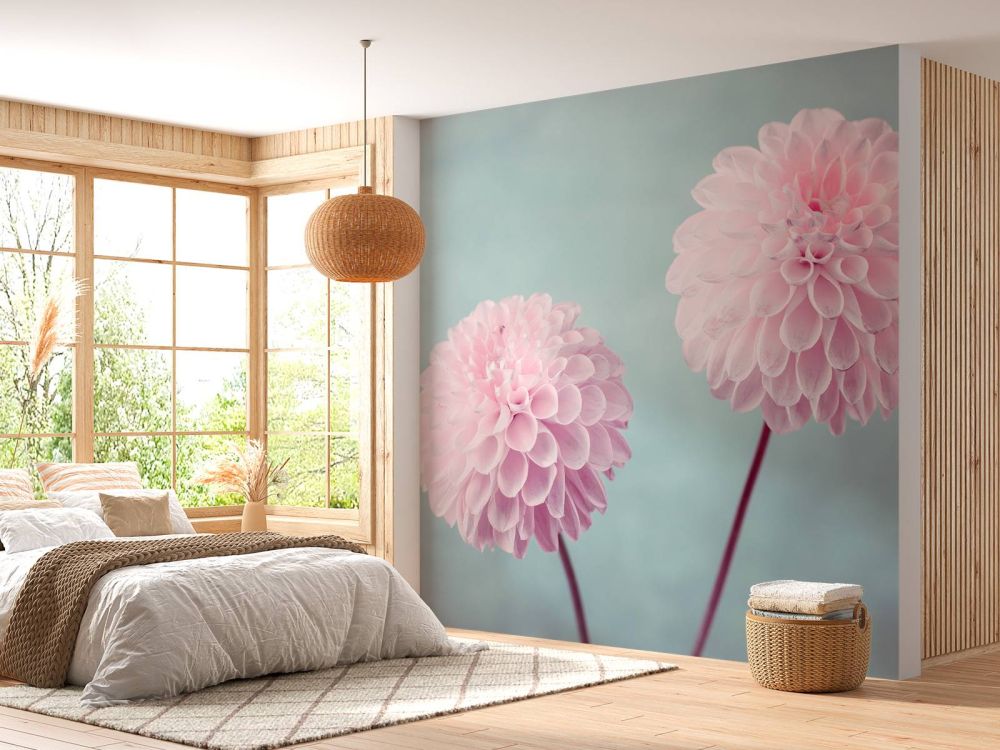 Twee Dahlia bloemen