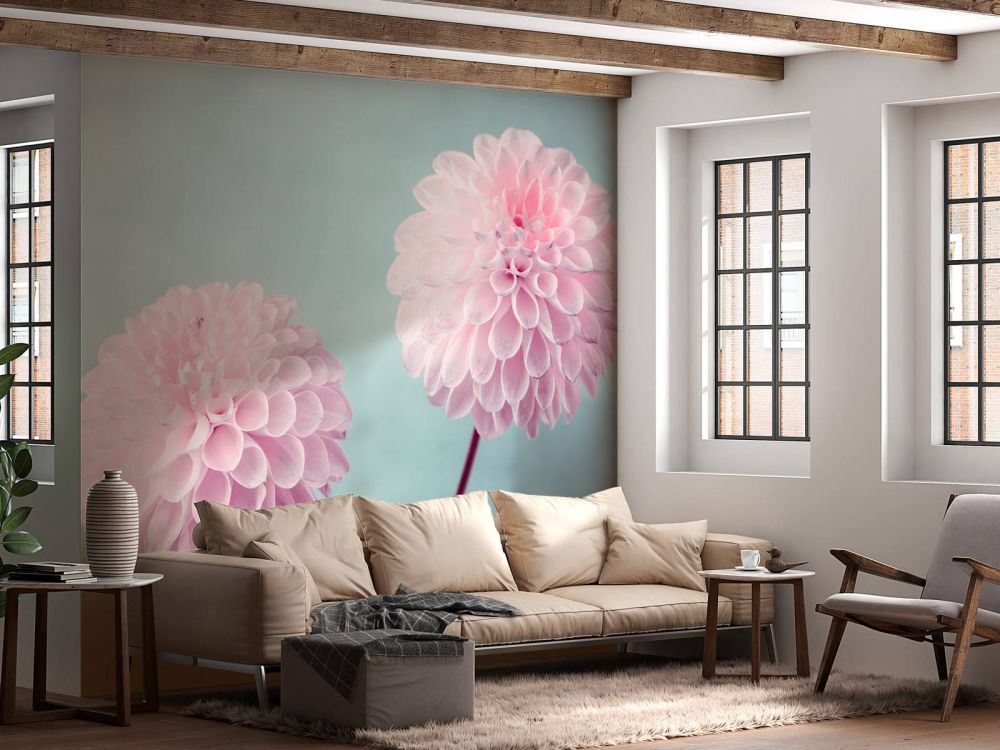 Twee Dahlia bloemen