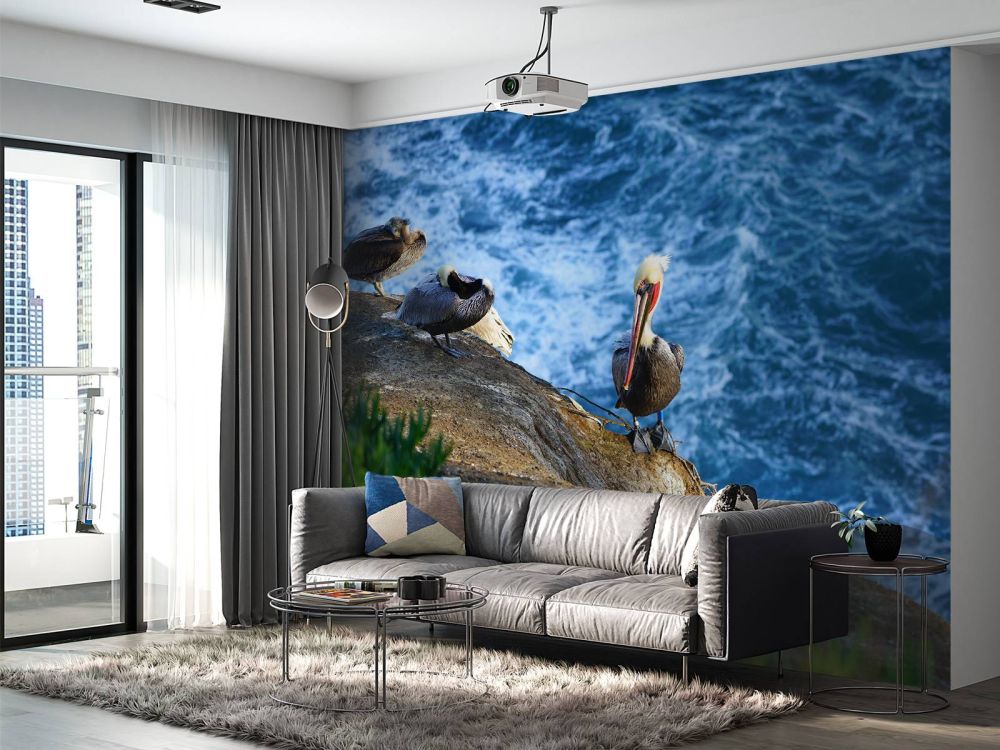 Californische pelikanen