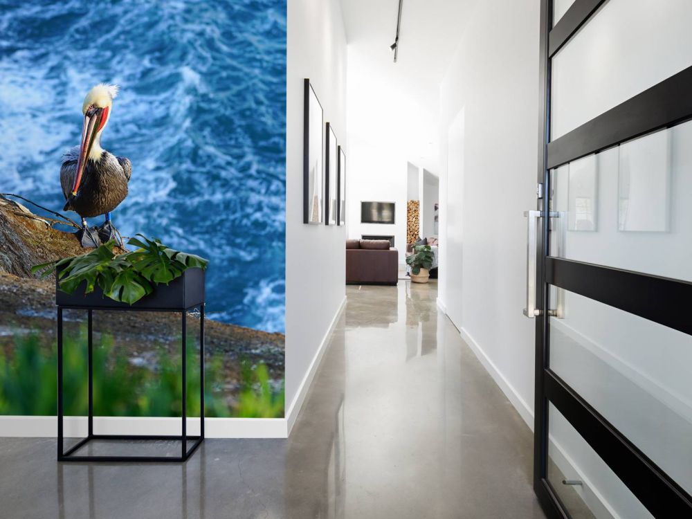 Californische pelikanen