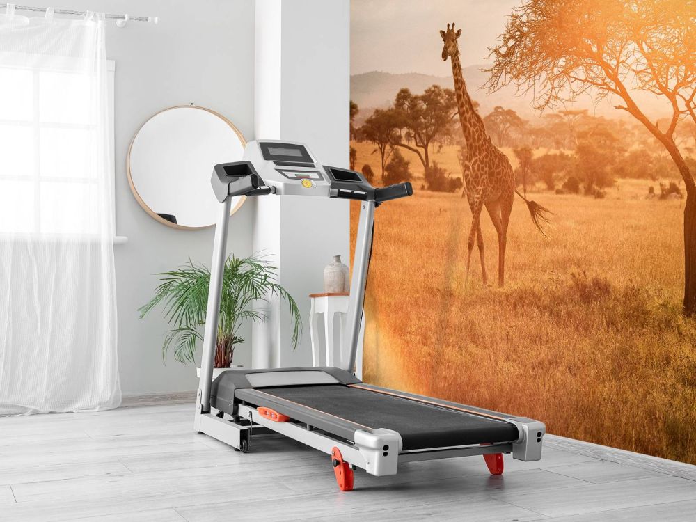Wild giraffe