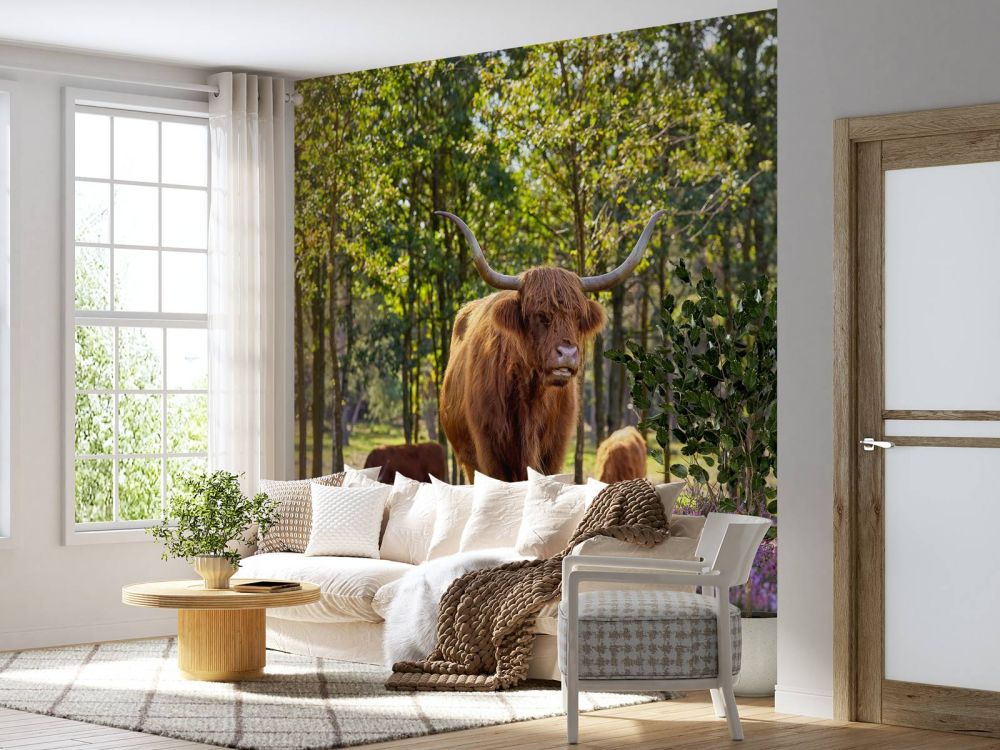 Hooglanders in natuurgebied