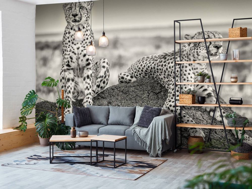 Two Cheetahs watching out