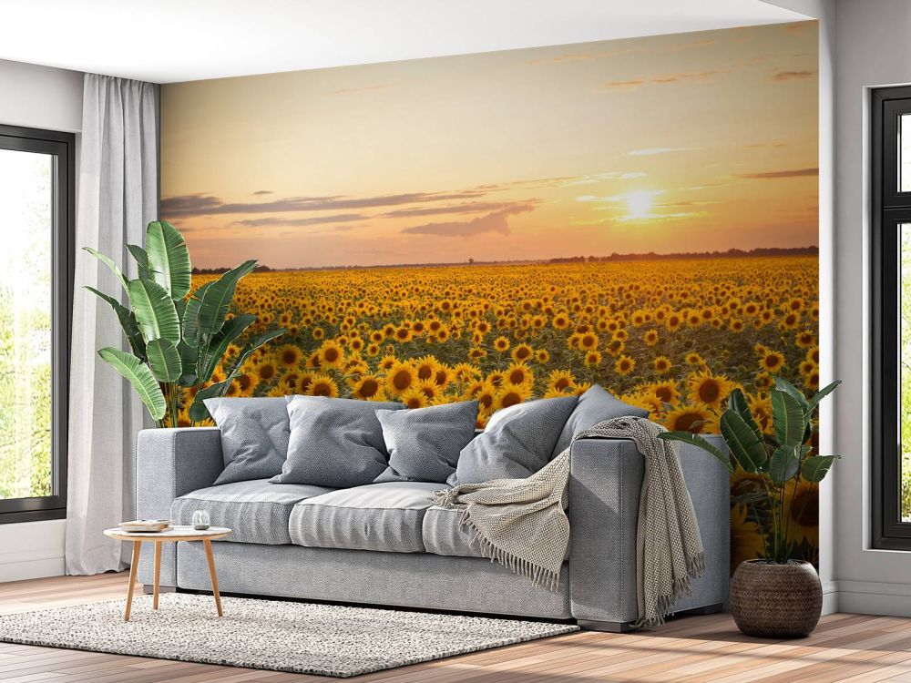 Zonnebloemen veld met zonsondergang