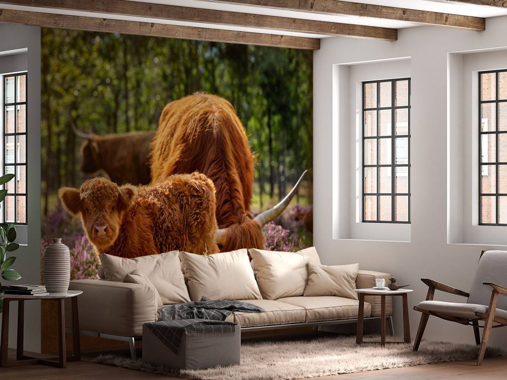 Familie Schotse hooglanders