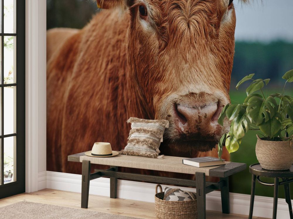 Portret van een koe