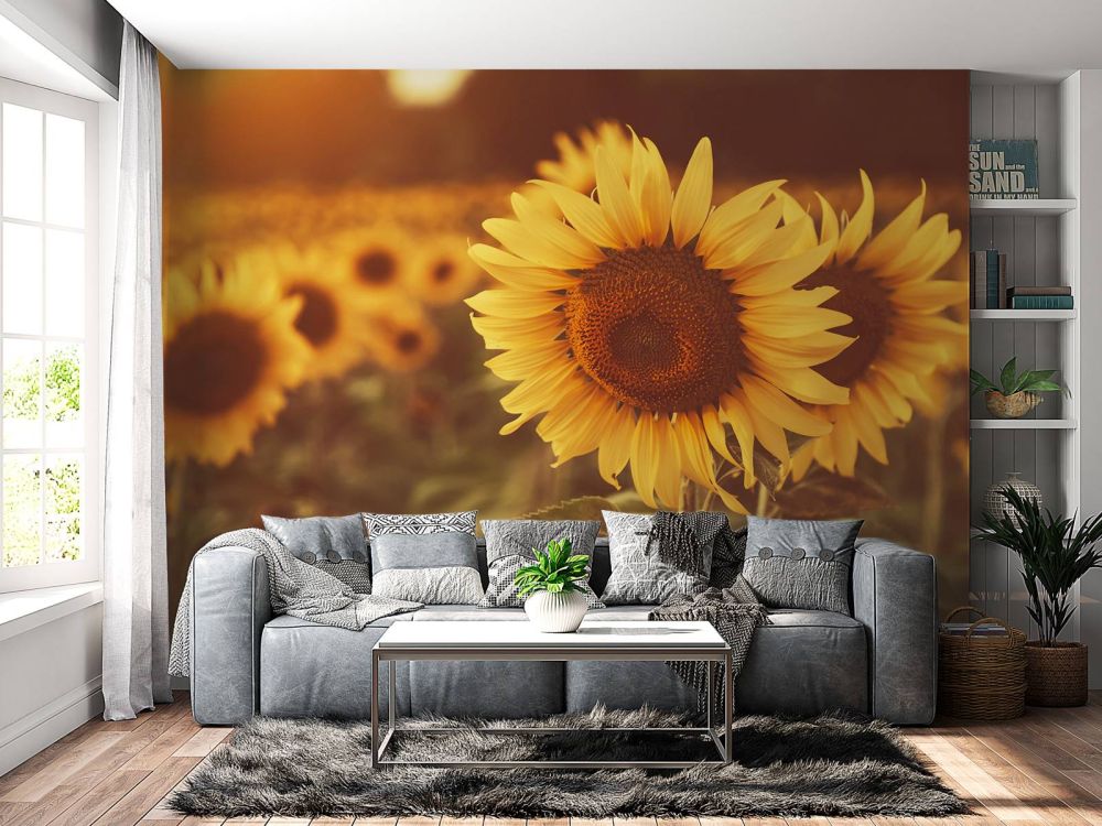 Zonnebloemen in zonlicht