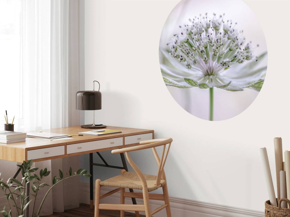 Astrantia