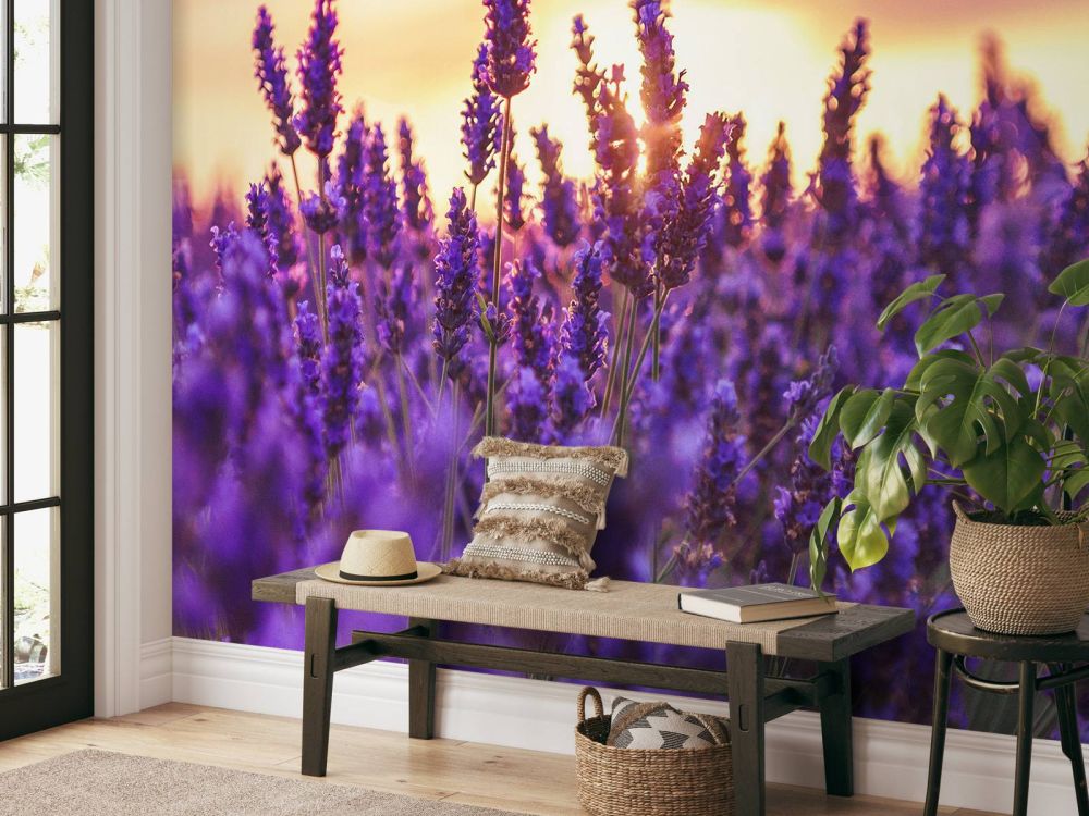Lavendel bloemen