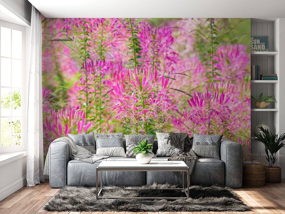 Cleome bloemen