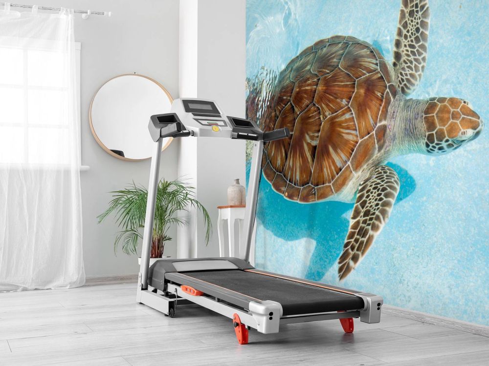 Schildpad in het water