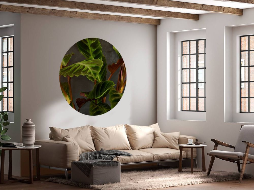 Plant met mooie groene bladeren