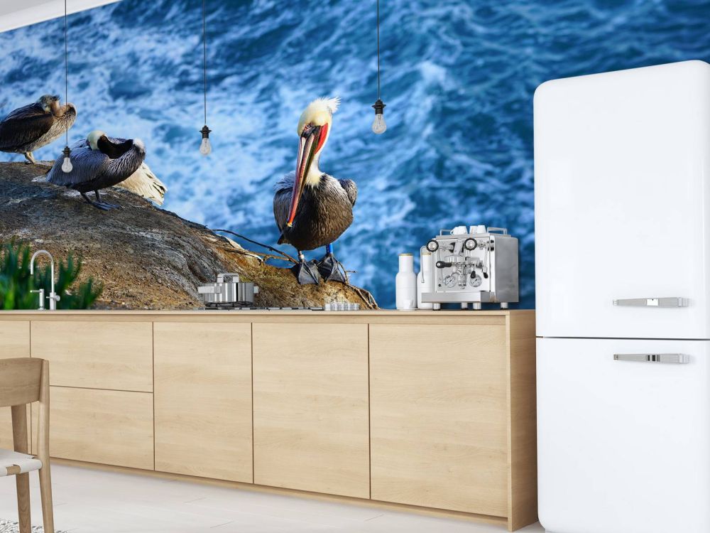 Californische pelikanen