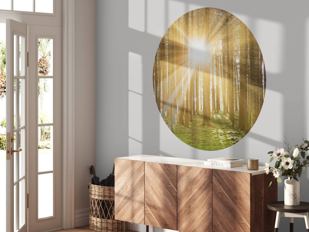 Dennenbos met zonnestralen