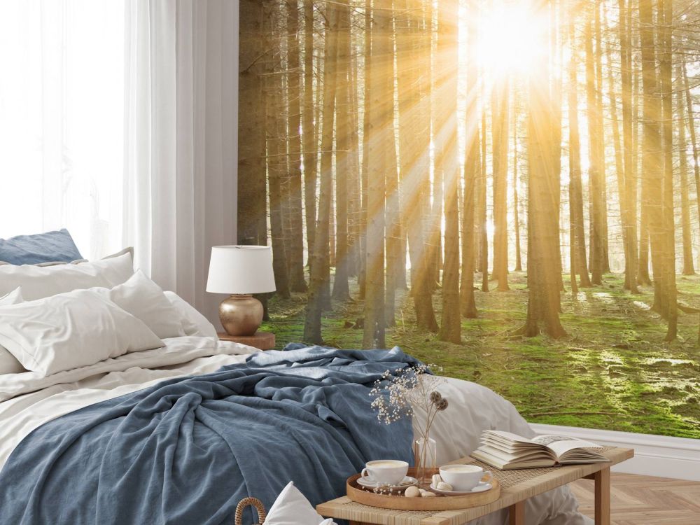 Dennenbos met zonnestralen
