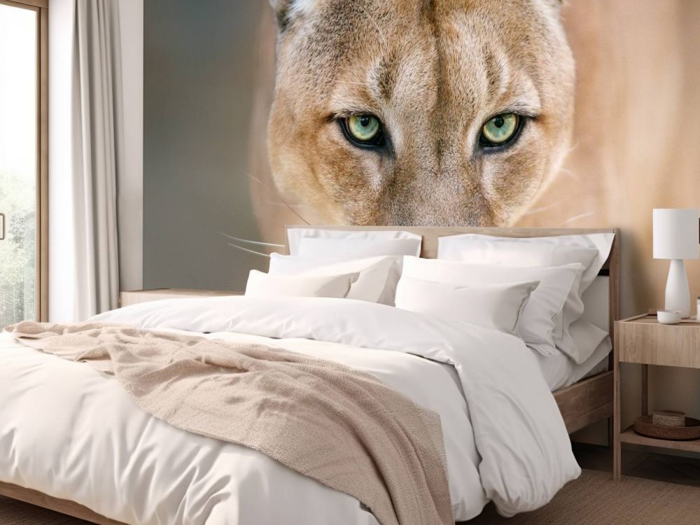 Puma close-up