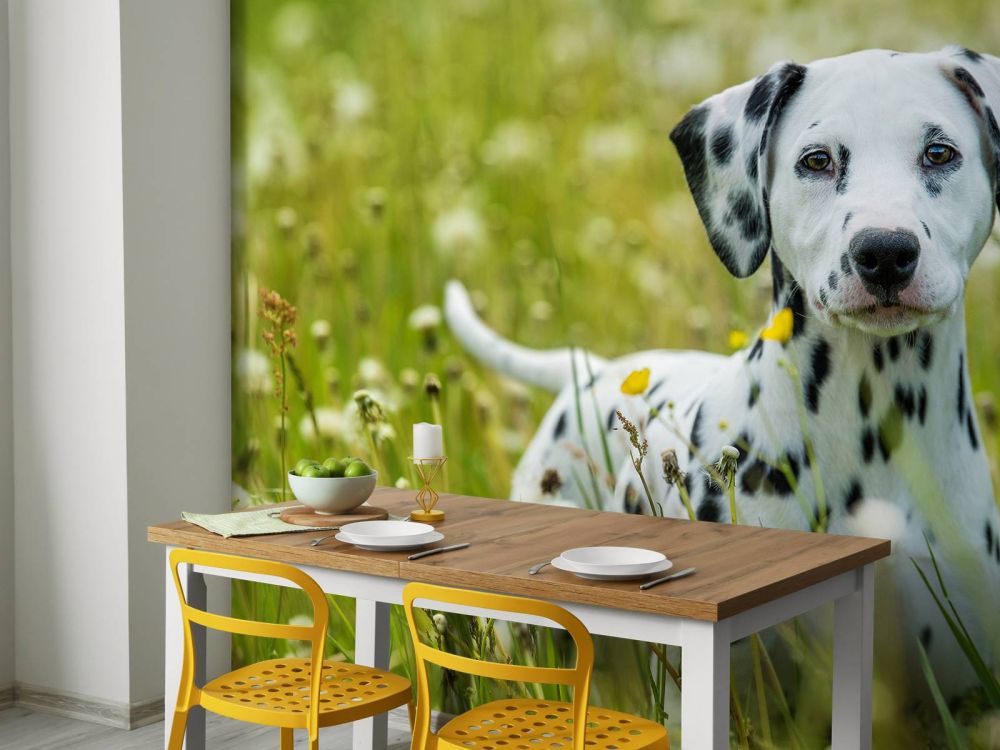 Dalmatiër