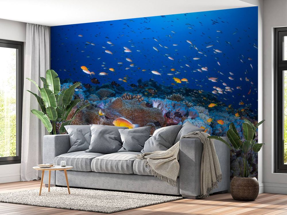Anemon and Anthias