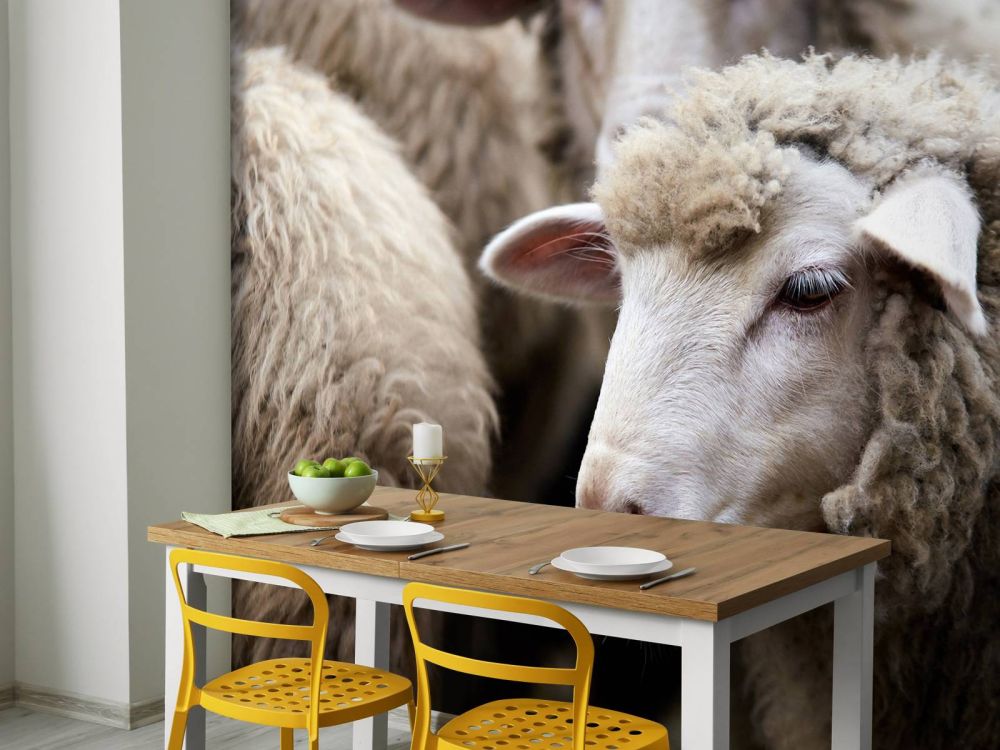 Close-up schapen
