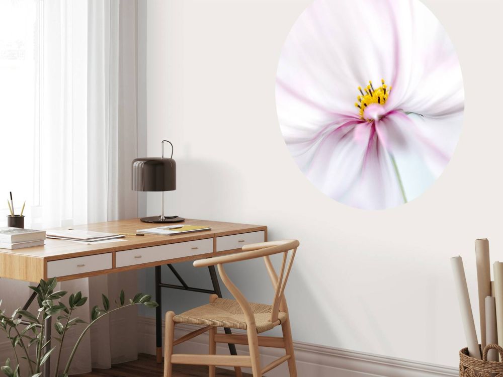 Cosmos close-up