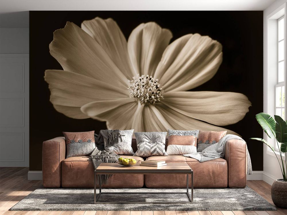 Cosmos bloem