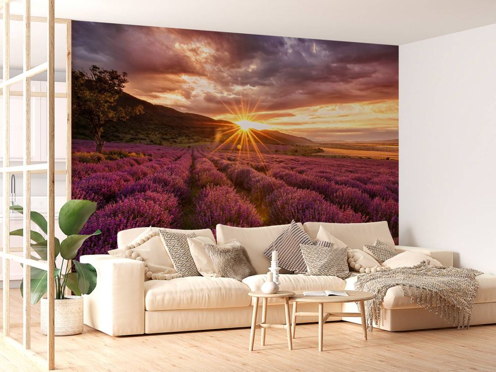 Lavendel onder de zon