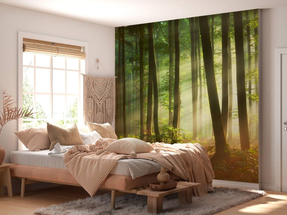 Ochtendzon tussen de bomen