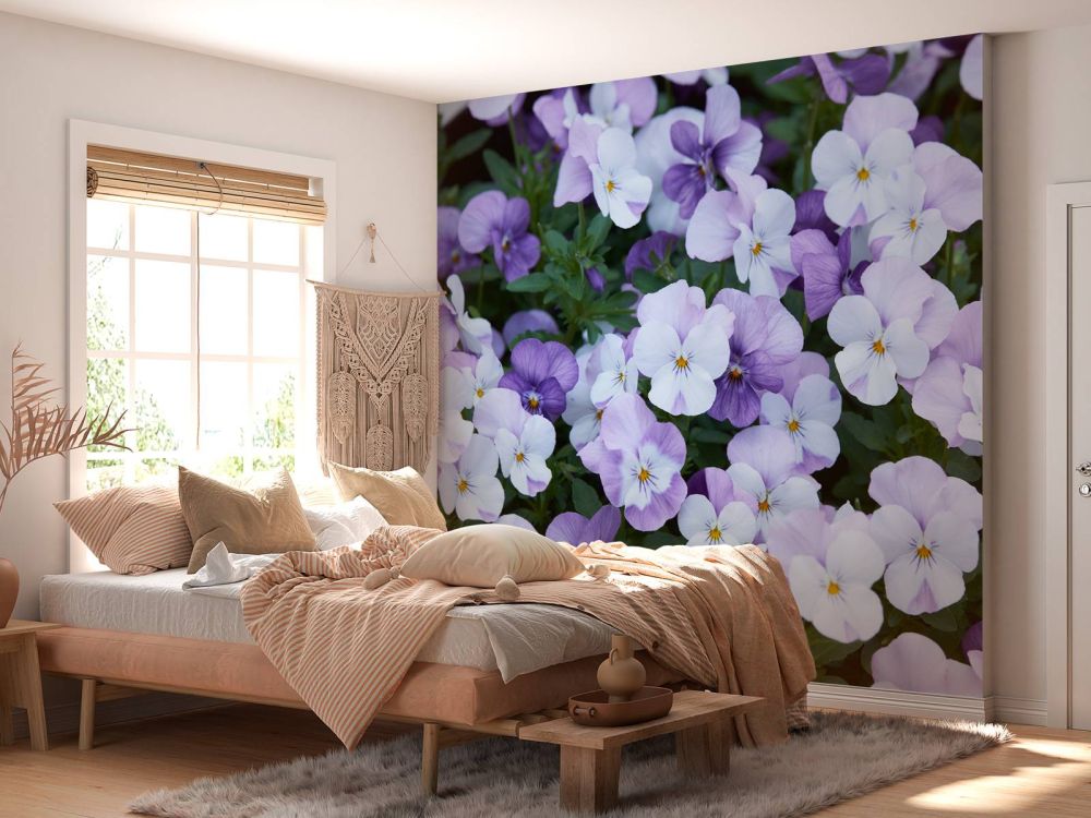 Paars witte Viola's