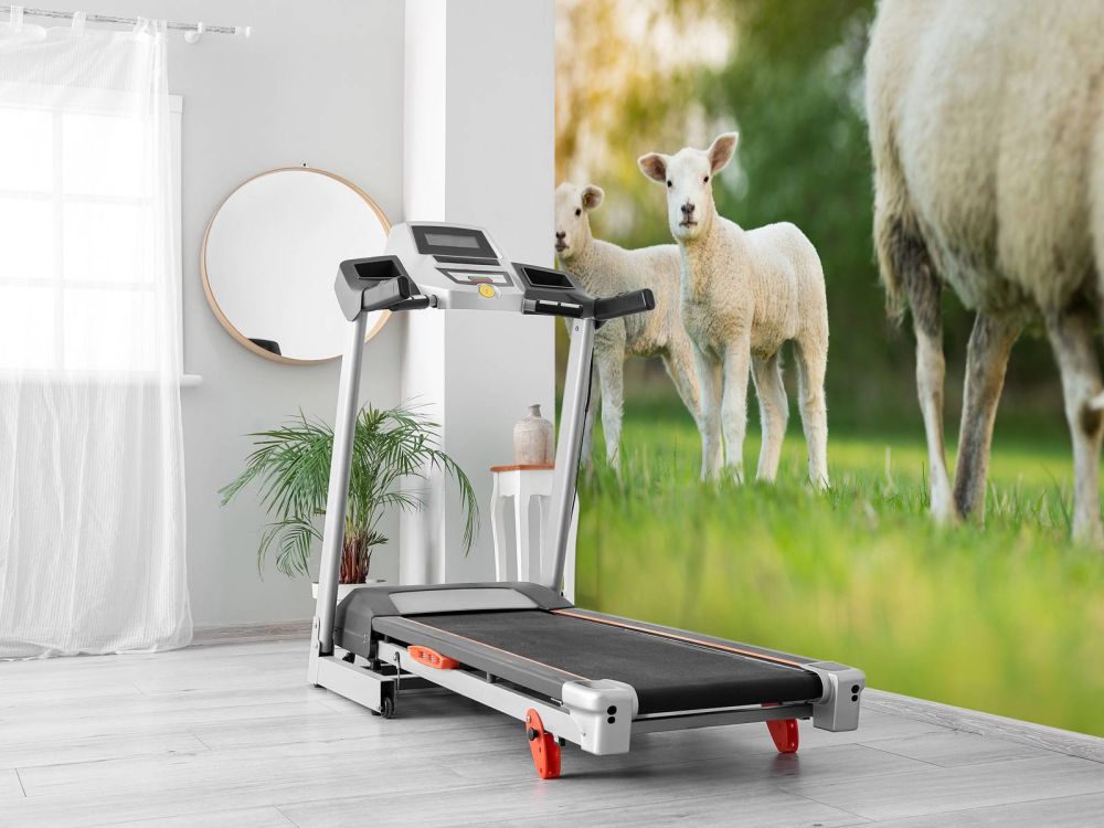 Moeder schaap met lammetjes